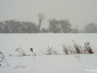 14001CrLe-b - Along backroads on the way to ELM during a(n other) snowstorm.JPG